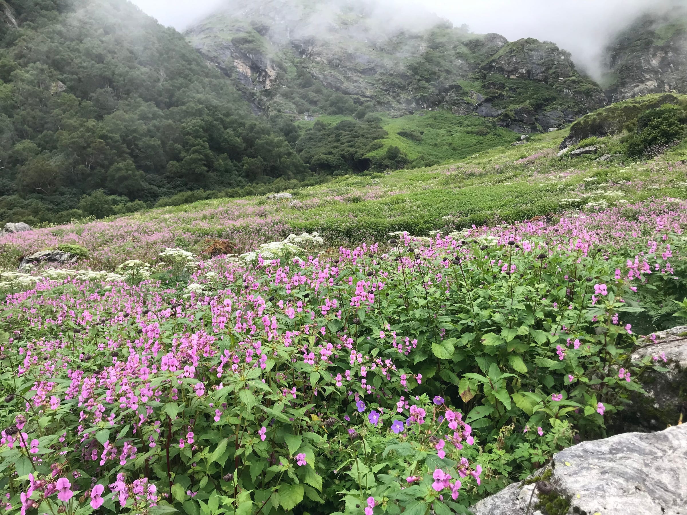 Pink wildflowers carpeting a meadow in the Valley of Flowers, mist on the slopes above
